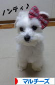 にほんブログ村 犬ブログ マルチーズへ