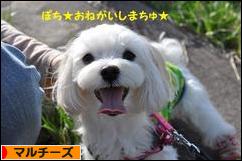 にほんブログ村 犬ブログ マルチーズへ