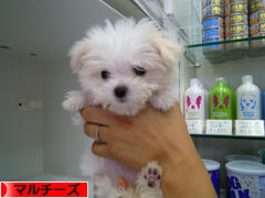 にほんブログ村 犬ブログ マルチーズへ