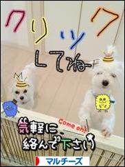 にほんブログ村 犬ブログ マルチーズへ