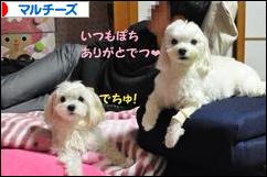 にほんブログ村 犬ブログ マルチーズへ