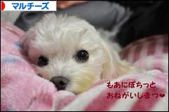 にほんブログ村 犬ブログ マルチーズへ