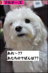 にほんブログ村 犬ブログ マルチーズへ