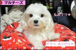 にほんブログ村 犬ブログ マルチーズへ