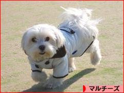 にほんブログ村 犬ブログ マルチーズへ