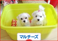 にほんブログ村 犬ブログ マルチーズへ