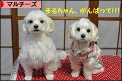 にほんブログ村 犬ブログ マルチーズへ