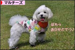 にほんブログ村 犬ブログ マルチーズへ