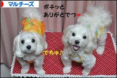 にほんブログ村 犬ブログ マルチーズへ