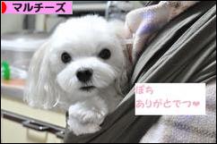 にほんブログ村 犬ブログ マルチーズへ