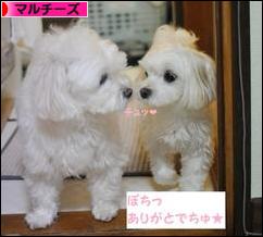 にほんブログ村 犬ブログ マルチーズへ