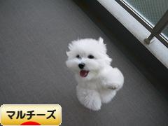 にほんブログ村 犬ブログ マルチーズへ