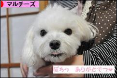 にほんブログ村 犬ブログ マルチーズへ