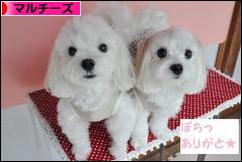 にほんブログ村 犬ブログ マルチーズへ
