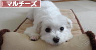 にほんブログ村 犬ブログ マルチーズへ