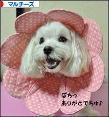 にほんブログ村 犬ブログ マルチーズへ
