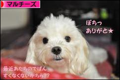 にほんブログ村 犬ブログ マルチーズへ