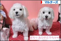 にほんブログ村 犬ブログ マルチーズへ