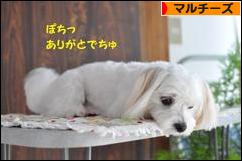 にほんブログ村 犬ブログ マルチーズへ