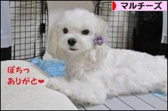 にほんブログ村 犬ブログ マルチーズへ