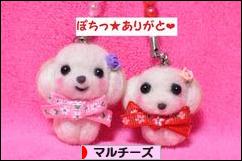 にほんブログ村 犬ブログ マルチーズへ