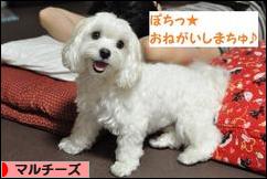 にほんブログ村 犬ブログ マルチーズへ
