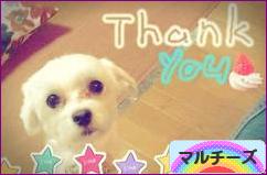 にほんブログ村 犬ブログ マルチーズへ