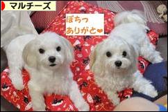 にほんブログ村 犬ブログ マルチーズへ