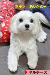 にほんブログ村 犬ブログ マルチーズへ