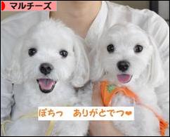 にほんブログ村 犬ブログ マルチーズへ