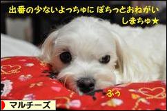 にほんブログ村 犬ブログ マルチーズへ