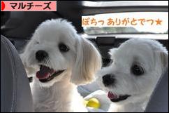 にほんブログ村 犬ブログ マルチーズへ