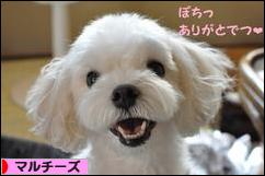 にほんブログ村 犬ブログ マルチーズへ