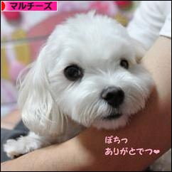 にほんブログ村 犬ブログ マルチーズへ