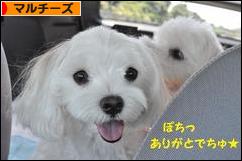 にほんブログ村 犬ブログ マルチーズへ