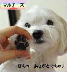 にほんブログ村 犬ブログ マルチーズへ