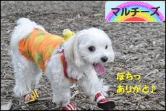 にほんブログ村 犬ブログ マルチーズへ