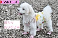 にほんブログ村 犬ブログ マルチーズへ
