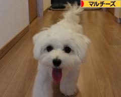 にほんブログ村 犬ブログ マルチーズへ