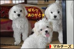 にほんブログ村 犬ブログ マルチーズへ