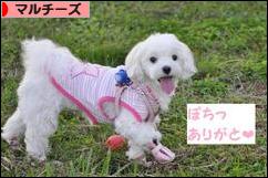 にほんブログ村 犬ブログ マルチーズへ