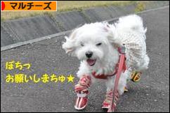 にほんブログ村 犬ブログ マルチーズへ