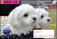 にほんブログ村 犬ブログ マルチーズへ