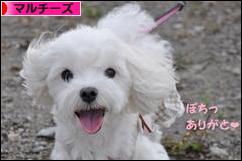 にほんブログ村 犬ブログ マルチーズへ