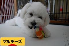にほんブログ村 犬ブログ マルチーズへ