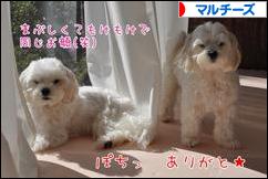 にほんブログ村 犬ブログ マルチーズへ