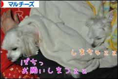 にほんブログ村 犬ブログ マルチーズへ