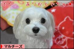 にほんブログ村 犬ブログ マルチーズへ