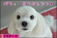 にほんブログ村 犬ブログ マルチーズへ