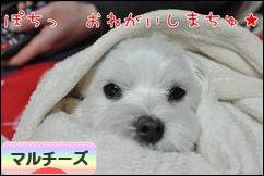 にほんブログ村 犬ブログ マルチーズへ